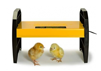 Как вывести цыплят в инкубаторе