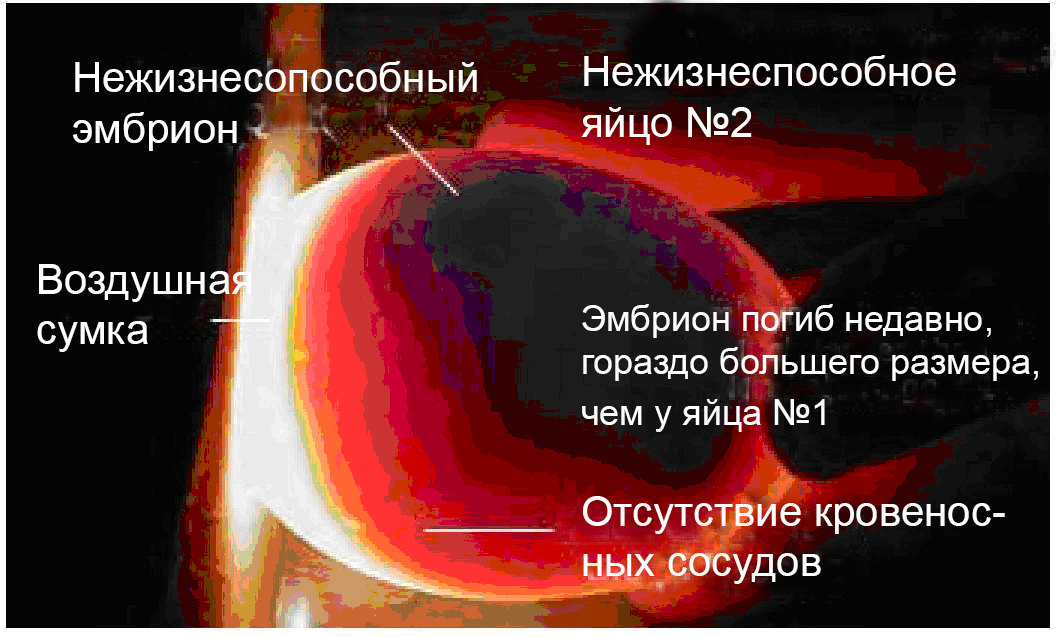 просвечивает яйца как называется. Смотреть фото просвечивает яйца как называется. Смотреть картинку просвечивает яйца как называется. Картинка про просвечивает яйца как называется. Фото просвечивает яйца как называется