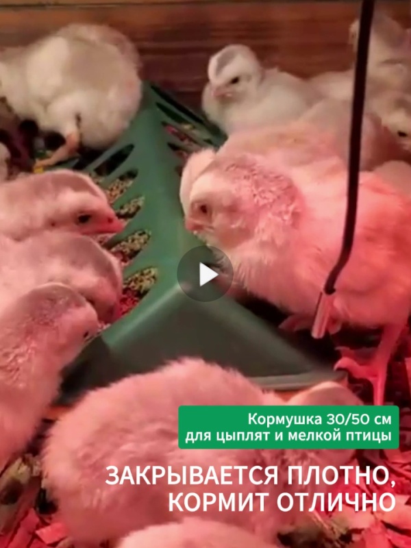 Ищете долговечные и удобные кормушки для цыплят?