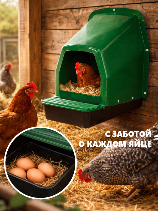 С заботой о каждом яйце