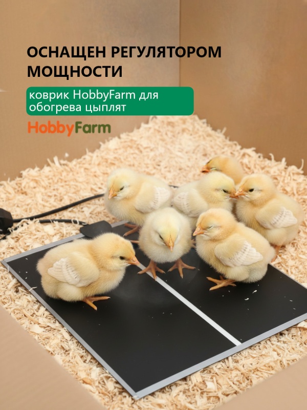 Рабочий способ обогрева цыплят