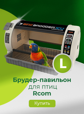 Брудеры / Птицы декоративные