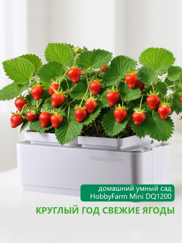 Круглый год свежие ягоды