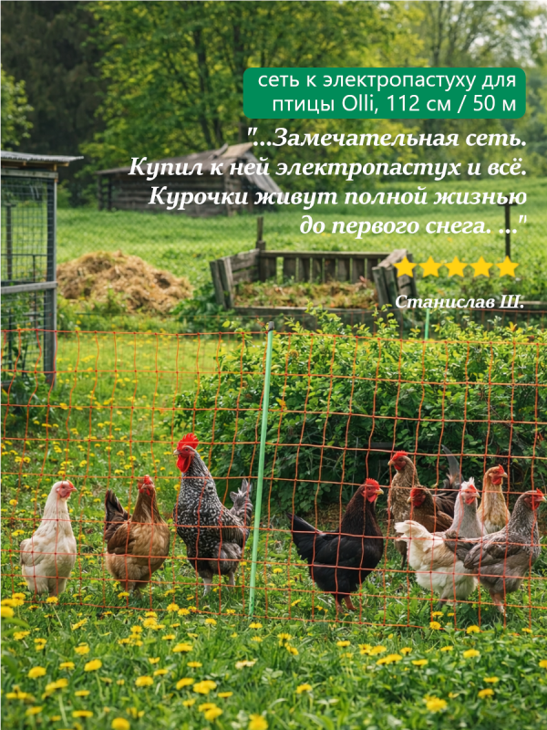 Сеть Olli помогает курам жить полноценной жизнью