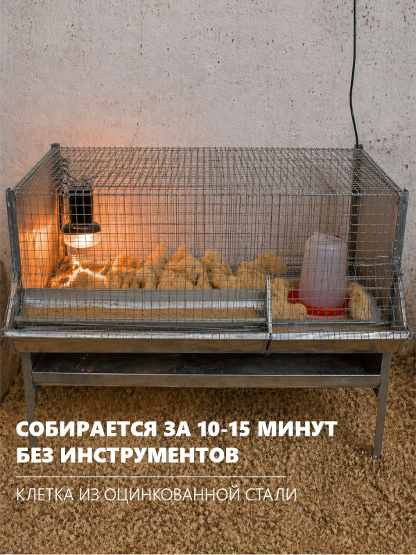 Готовы к сезону цыплят?