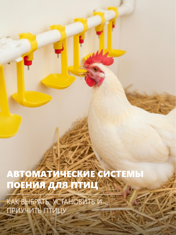 Почему 99% птицефабрик используют ниппельное поение Почему 99% птицефабрик используют ниппельное поение
