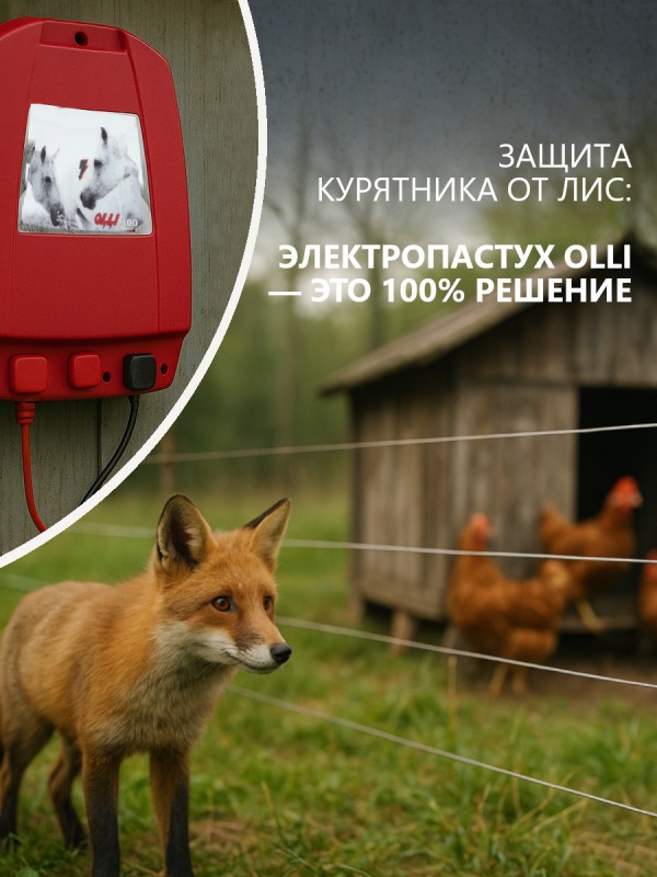Лиса в курятнике? Больше нет!