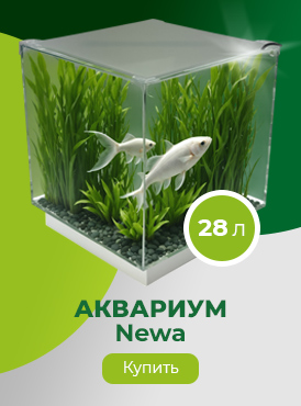 Аквариум / Рыбки Аквариум / Рыбки