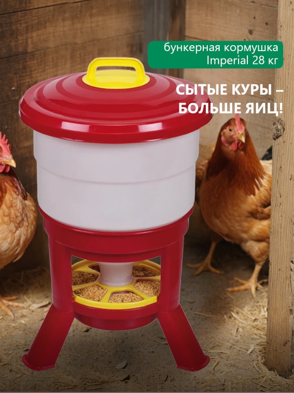 Разгадайте секрет продуктивных несушек