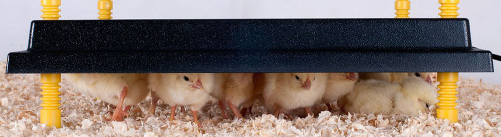 Брудеры для цыплят бренда Olba news-olba-leto-1.jpg