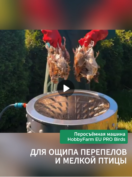 Теперь ощипать перепелов – это быстро и легко