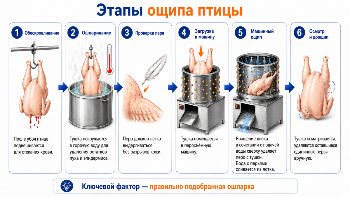 Этапы ощипывания птицы