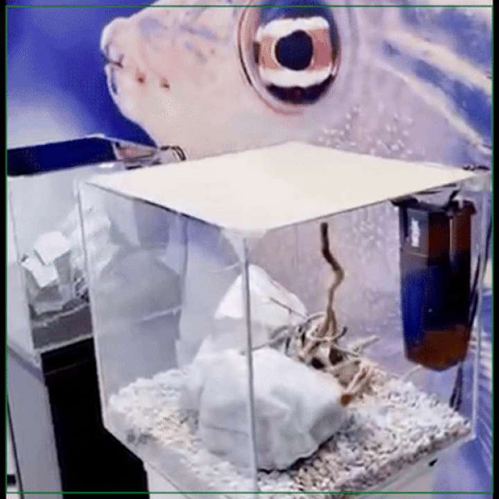 Истинное воплощение итальянского стиля - аквариум NEWA Ego