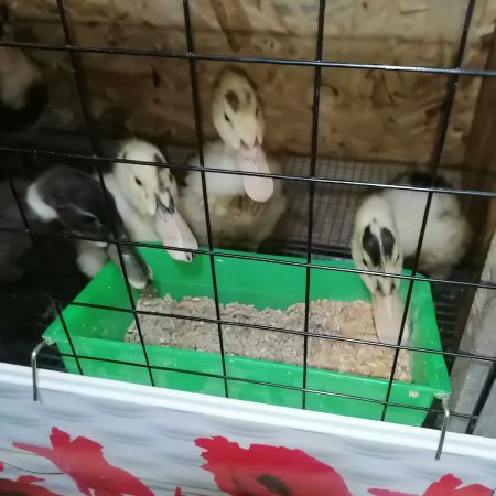 Кормушка-поилка навесная 1,4 л в клетку пластик для мелкой домашней птицы Кормушка-поилка навесная 1,4 л в клетку пластик для мелкой домашней птицы