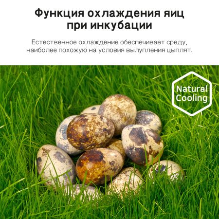 Инкубатор Rcom King Suro 20 MAX автоматический для яиц Инкубатор Rcom King Suro 20 MAX автоматический для яиц