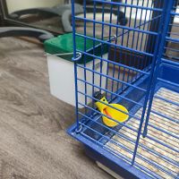 Поилка чашечная с бачком 0,5 л для птиц