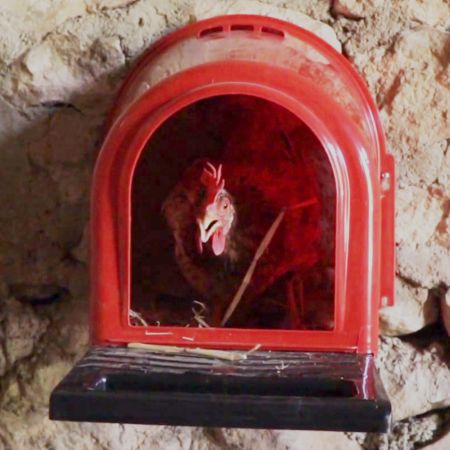 Гнездо для высиживания яиц Confort