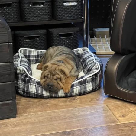 Лежак с бортом 52х41х16 см, съемная меховая подушка, крупная клетка