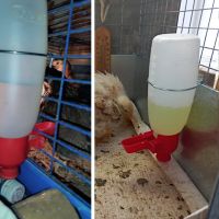 Поилка навесная с емкостью 0,5 л в клетку пластик для кур и домашней птицы