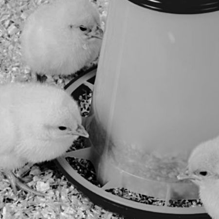 Кормушка бункерная 1 кг пластик с разделительной решеткой зеленая