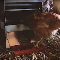 Кормушка педальная Safeed 20 кг для кур