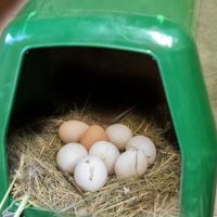 Гнездо для кур несушек пластик