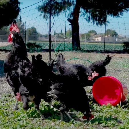 Поилка вакуумная ведро 6 л пластик