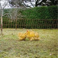 Сеть к электропастуху для птицы Olli, 112 см / 50 м