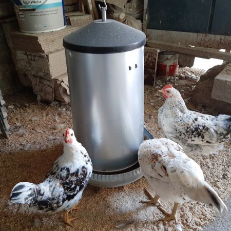 Кормушка бункерная 40 кг оцинкованная сталь Кормушка бункерная 40 кг оцинкованная сталь