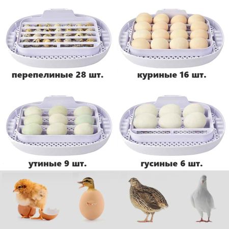 Инкубатор HHD 16 Wonegg мини автоматический с овоскопом на 16 яиц