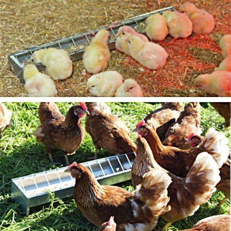 Кормушка лотковая 100 см оцинкованная сталь для кур R