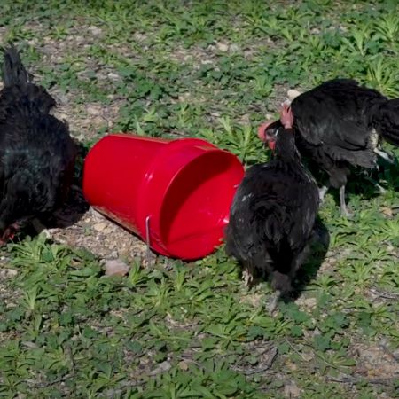 Поилка вакуумная ведро 6 л пластик