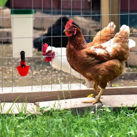 Поилка чашечная с бачком HobbyFarm для кур с креплением на клетку, 1 л, красная