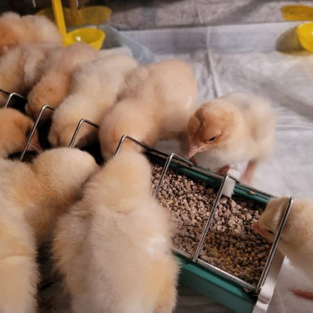 Кормушка лотковая 50 см пластик для цыплят Corti