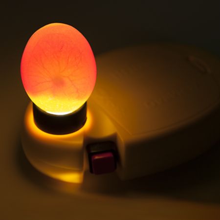 Овоскоп Brinsea Ova-View Hi Intensity