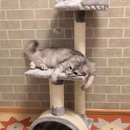 Когтеточка-комплекс 36х36х88 см, светло-серый Когтеточка-комплекс 36х36х88 см, светло-серый