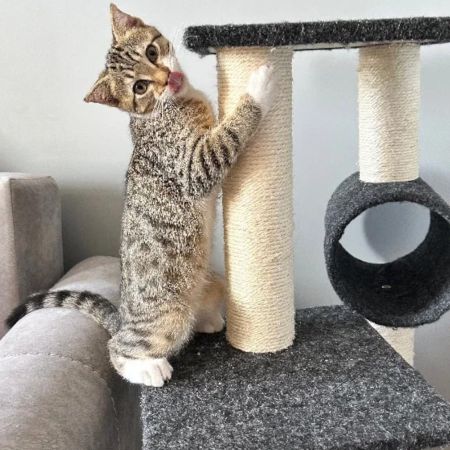 Когтеточка-комплекс 35х35х105 см, черный