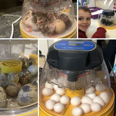 Инкубатор Brinsea Mini II EX 7 автоматический для яиц