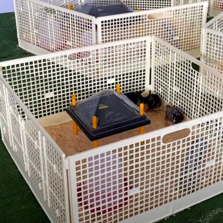 Решетка-ограждение для выращивания цыплят, 400х800 мм Решетка-ограждение для выращивания цыплят, 400х800 мм