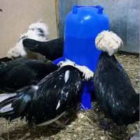 Поилка вакуумная 10 л с ручкой на ножках, 2 шт.