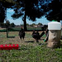 Поилка автоматическая с ёмкостью 10 л и шлангом для птиц, пластик