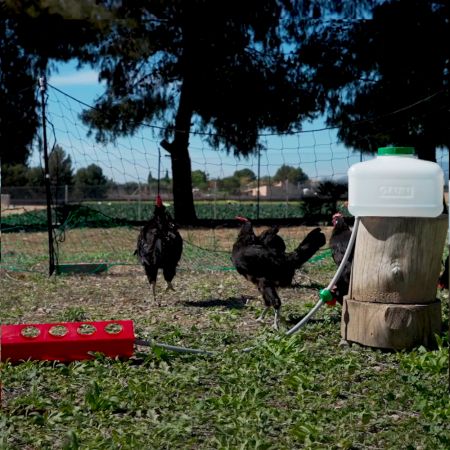 Поилка автоматическая с ёмкостью 10 л и шлангом для птиц, пластик