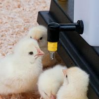 Ниппель поения (360˚) для цыплят пластик резьба 1/8"