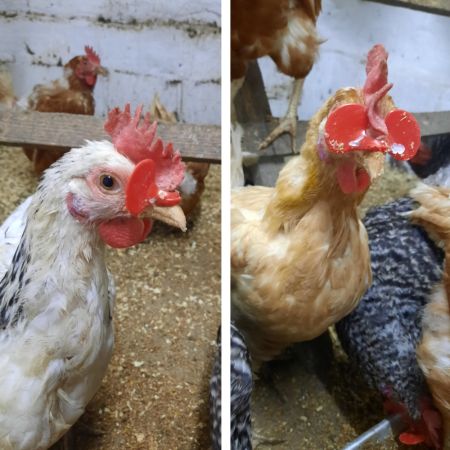 Очки от расклева для птиц, кур, петухов, фазанов со стрелой, 25 шт.