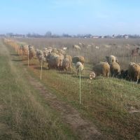 Сеть электрическая для овец Olli, 90 см / 50 м