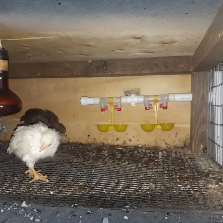 Поилка ниппельная для птиц двойная с каплеуловителем на трубу