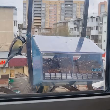 Кормушка для голубей 2 секции, пластик