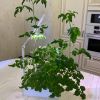 Гидропонная установка HobbyFarm Mini DQ1300, домашний умный смарт сад, с фитолампой