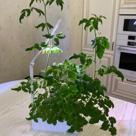 Гидропонная установка HobbyFarm Mini DQ1300, домашний умный смарт сад, с фитолампой Гидропонная установка HobbyFarm Mini DQ1300, домашний умный смарт сад, с фитолампой