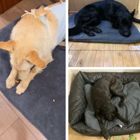 Лежанка коврик для собак Pet Choice 83х64х2 см с клетчатым низом, серый